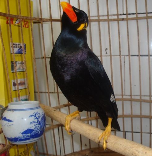 鹩哥活体 说话鸟