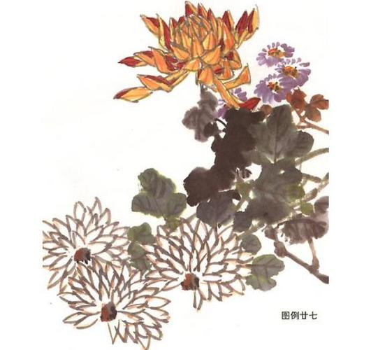 怎样绘画菊花