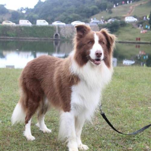 玉林本地巴顿直子咖啡色边牧种公借配