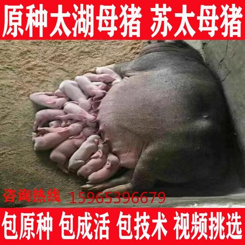 原种太湖母猪苏太长白长大养殖杜洛克种公猪大白二元三元仔猪猪仔