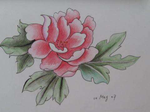 彩色花卉铅笔画_艳丽的牡丹花(6)