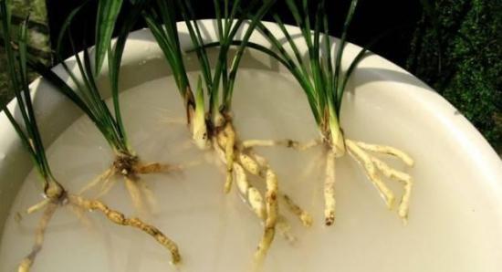 常见植物分株繁殖方法