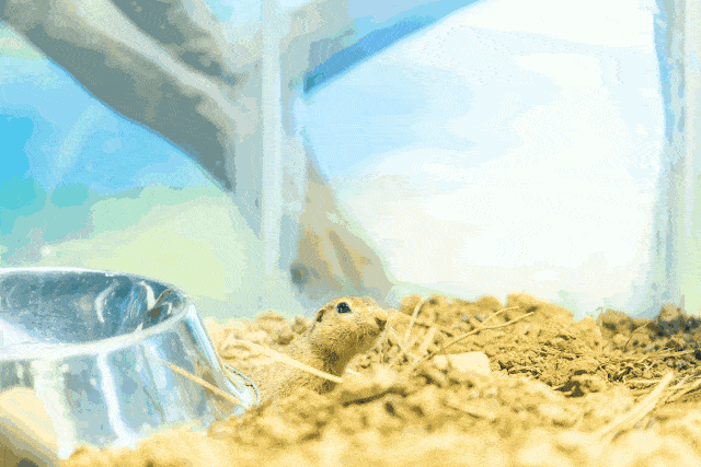 听说有人要打我? 玩过打地鼠嘛?没错就是它啦!