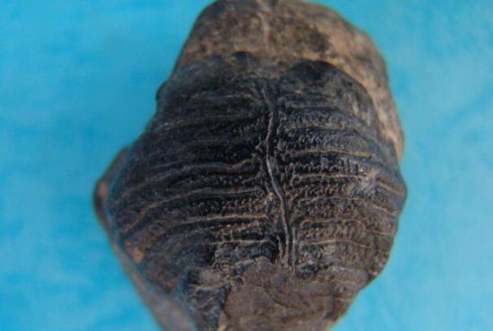 腕足动物化石 资料图片来源于网络