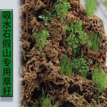 纳格兰盆景草 假山草种子 观叶植物山石草 上水石小草