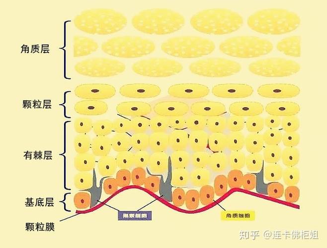 皮肤结构示意图