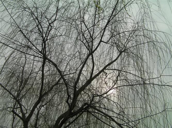 春天在哪里?春天在柳树上,柳树枝上都发出小绿叶了