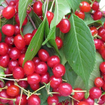 耐寒东北小樱桃野生山樱桃树苗南特大北方地栽盆栽种植当年结果苗4年