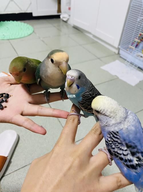 牡丹鹦鹉和虎皮鹦鹉