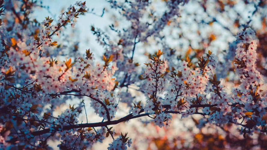 鲜艳的樱花高清图片-花卉壁纸-高清花卉图片-第10图-娟娟壁纸