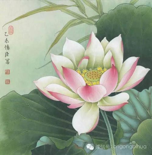 工笔荷花教程,太全了~(近100幅画法)