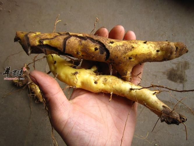 而且可以起到非常好的 保健功效,用穿地龙进行泡酒喝