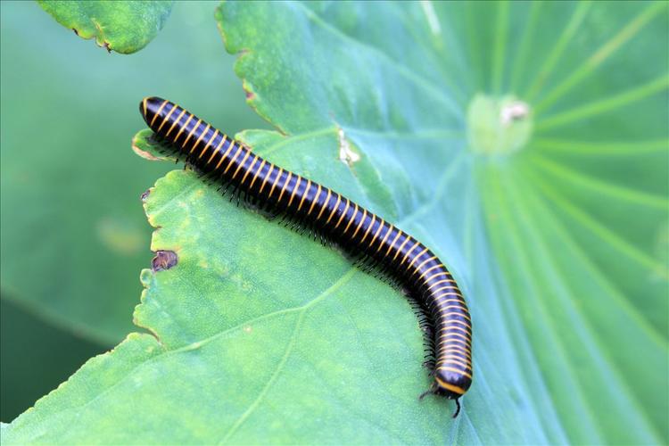 香烟虫和蜈蚣等是近亲,国内各地均有分布.