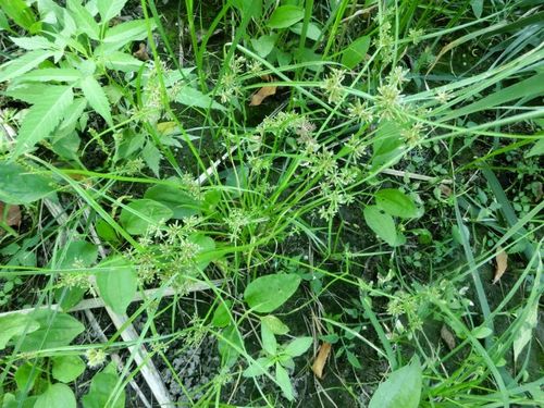 别名:三方草,三楞草,细三棱.