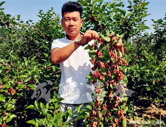 果树苗新品种有哪些