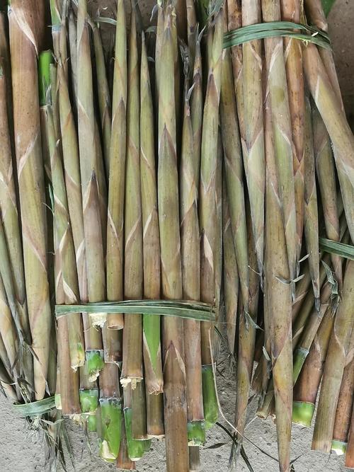 有没有同款,剥一上午小笋