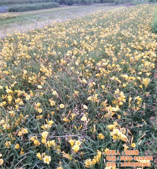 水生花卉宿根草花绿化苗木价格,潍坊青州苗木(图),卫矛红叶小檗黄刺梅