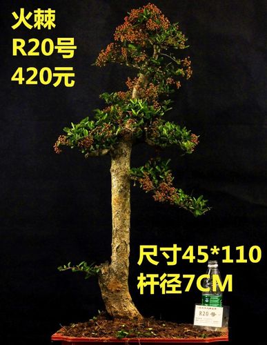 观果盆景火棘盆景树桩 火棘盆栽火棘苗树桩 吉祥果造型办公室盆栽