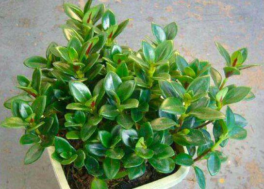 金鱼吊兰怎么养爆盆?学会关键5点