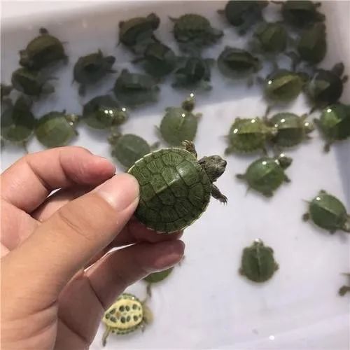 家庭养殖小乌龟注意事情