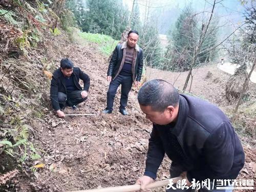 织金县黑土镇梭刚村,水晶白茶,极白茶,奶白茶自2020年1月落户该村