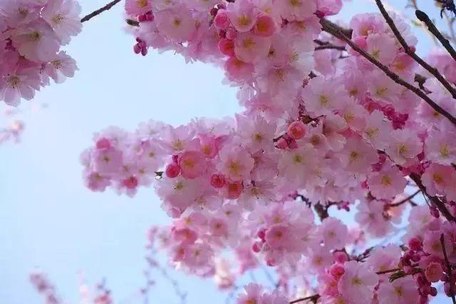 杏花,桃花,梨花,李花,樱花…还傻傻分不清?学学吧