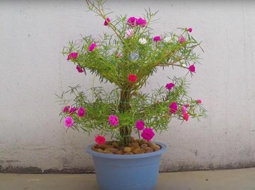 也就是把太阳花做"盆景树"造型