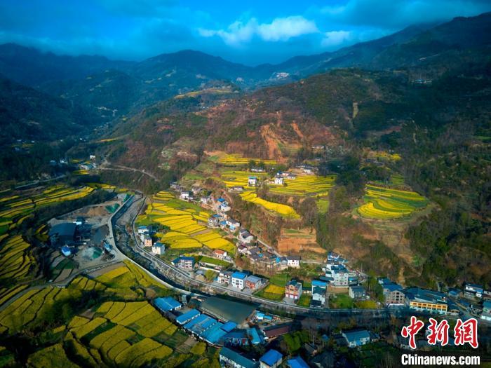 四川绵阳市平武县乡村田野间金黄色油菜花已上线
