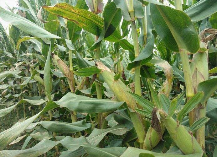 看中国大地,华农887真给力