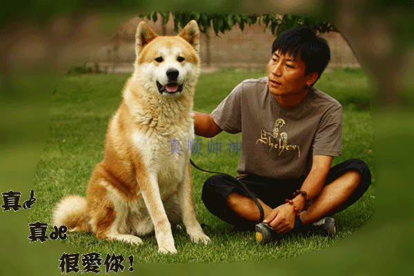 狗狗gif和蔼可亲gif伸舌头gif