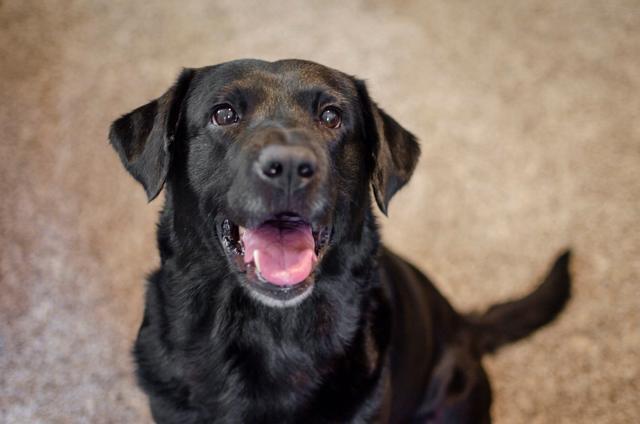 为何养黑色拉布拉多的人少原来是这几点遭人嫌