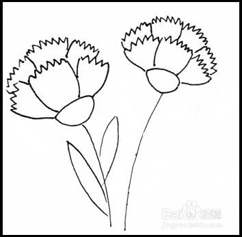 康乃馨色彩画简笔画