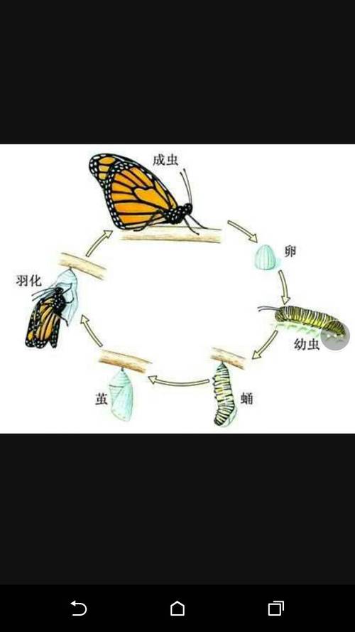 小蝴蝶长大变成什么