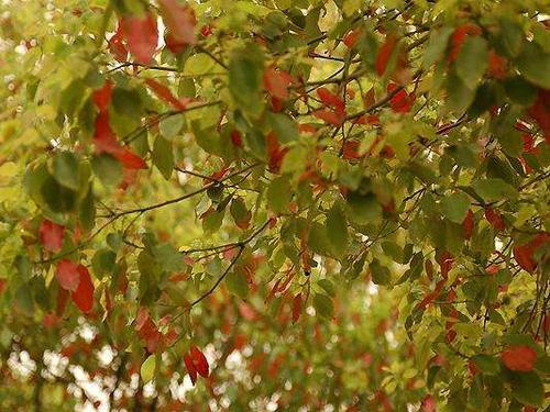 亭亭如盖的大樟树竟成了南方大雪的受害者