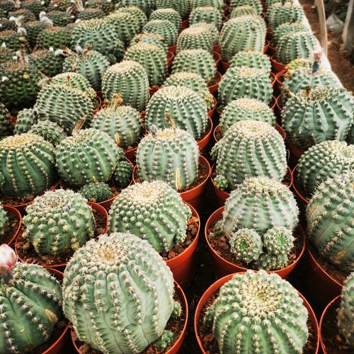 仙人球瑞昌玉会开花的仙人球实生实图拒绝批图