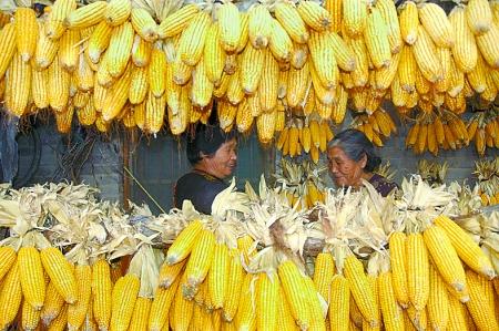 三秋时节话丰收