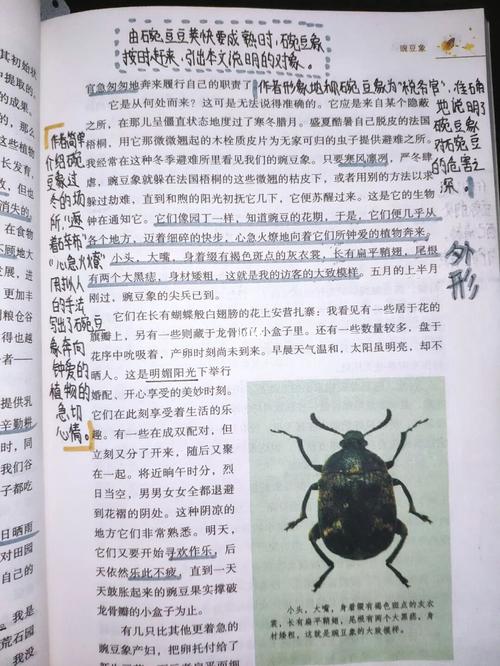 《昆虫记》第一章 第十一节~豌豆象_豌豆_开学_蚕豆_昆虫记章节批注