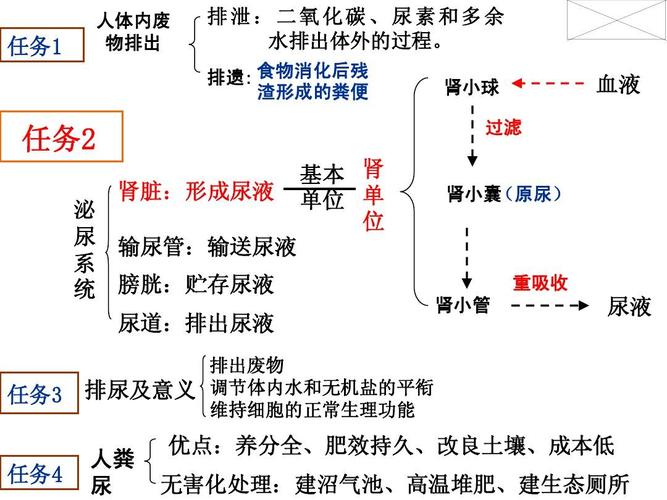 人教版第四单元第五章《人体内废物的排出》复习课件