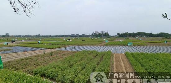 横县:茉莉花都春意闹 且抗疫情且春耕