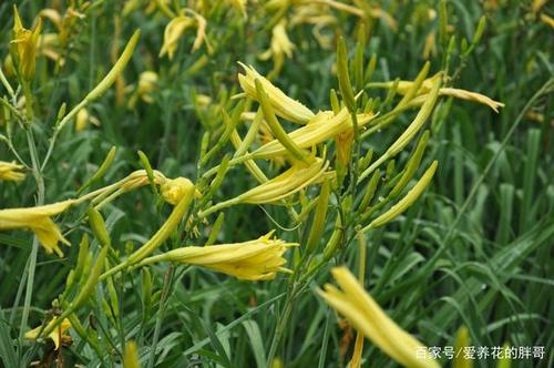 可以吃的黄花菜和观赏用的萱草有什么区别