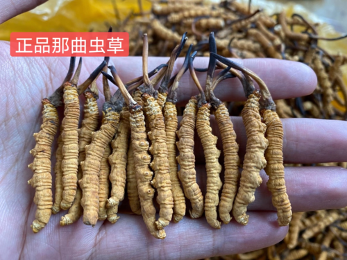 人工种植的虫草跟野生那曲冬虫夏草怎么辨别,怎么区分