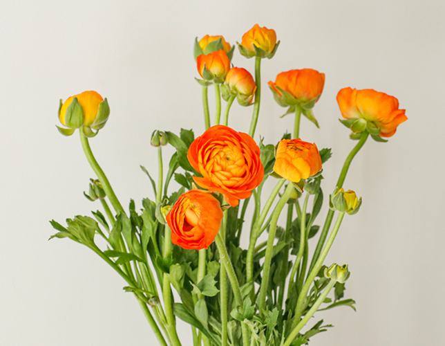 春天到家 洋牡丹花毛茛 鲜花(8支 1~2支防损)*2件 多色可选 29.