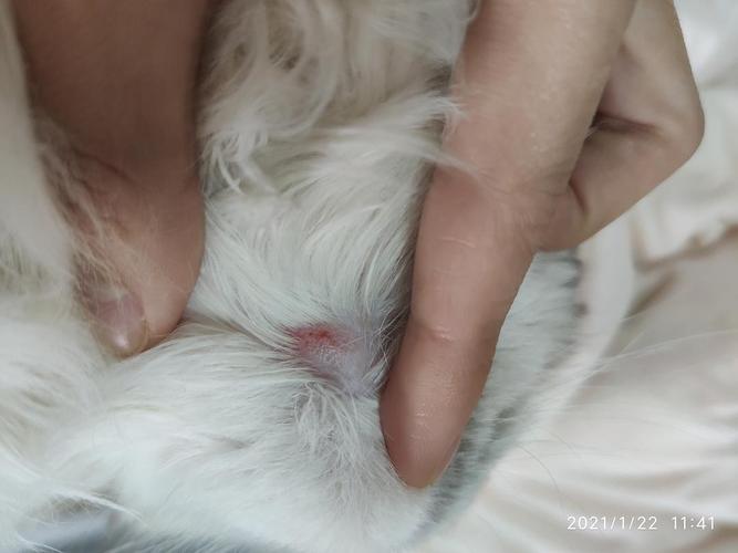 标题:求助猫猫下巴猫掉一块,伍德氏灯照了不是猫癣,去医院说是湿疹