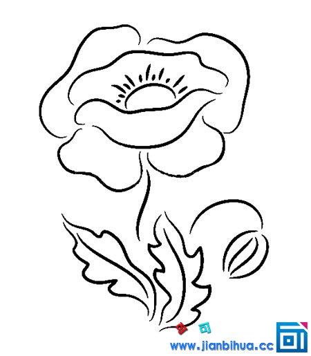 都要学习毒品罂粟花的危害,罂粟是罂粟科 植物,是制取鸦片的主要原料