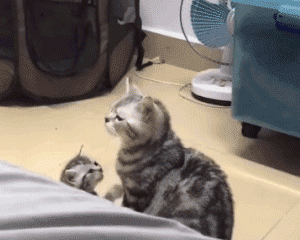 猫咪吓我一跳 gif 动图_动图_gif_猫咪表情