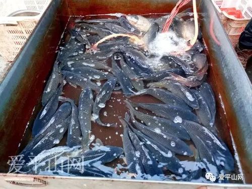 腊月,平山活鱼市场价格