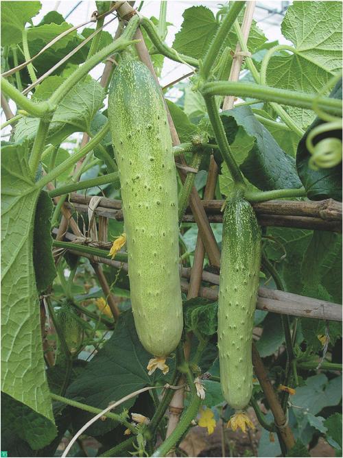 2n=2x=14图1 黄瓜田间栽培(顾兴芳/摄)食用部位: 果实 繁