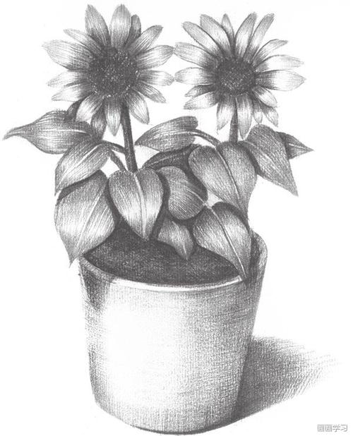 如何学素描素描太阳花的绘画教程