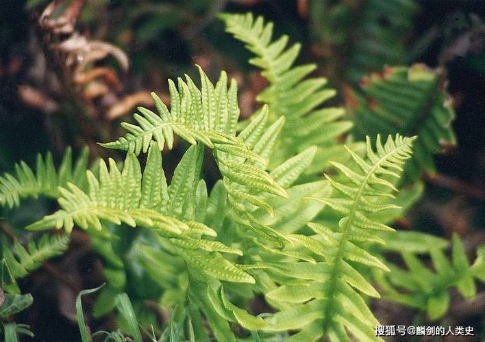 包括:里白蕨型,瘤足蕨型,海金沙型,小叶海金