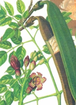 玉蝴蝶(紫葳科植物玉蝴蝶种子)_百度百科